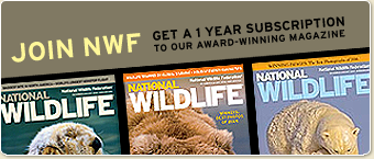 Join NWF and enjoy 1 year of National Wildlife magazine